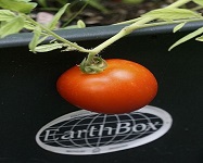 Earthbox