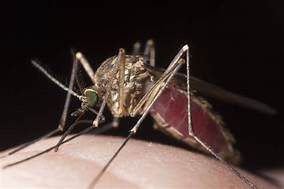 mosquito borne disease